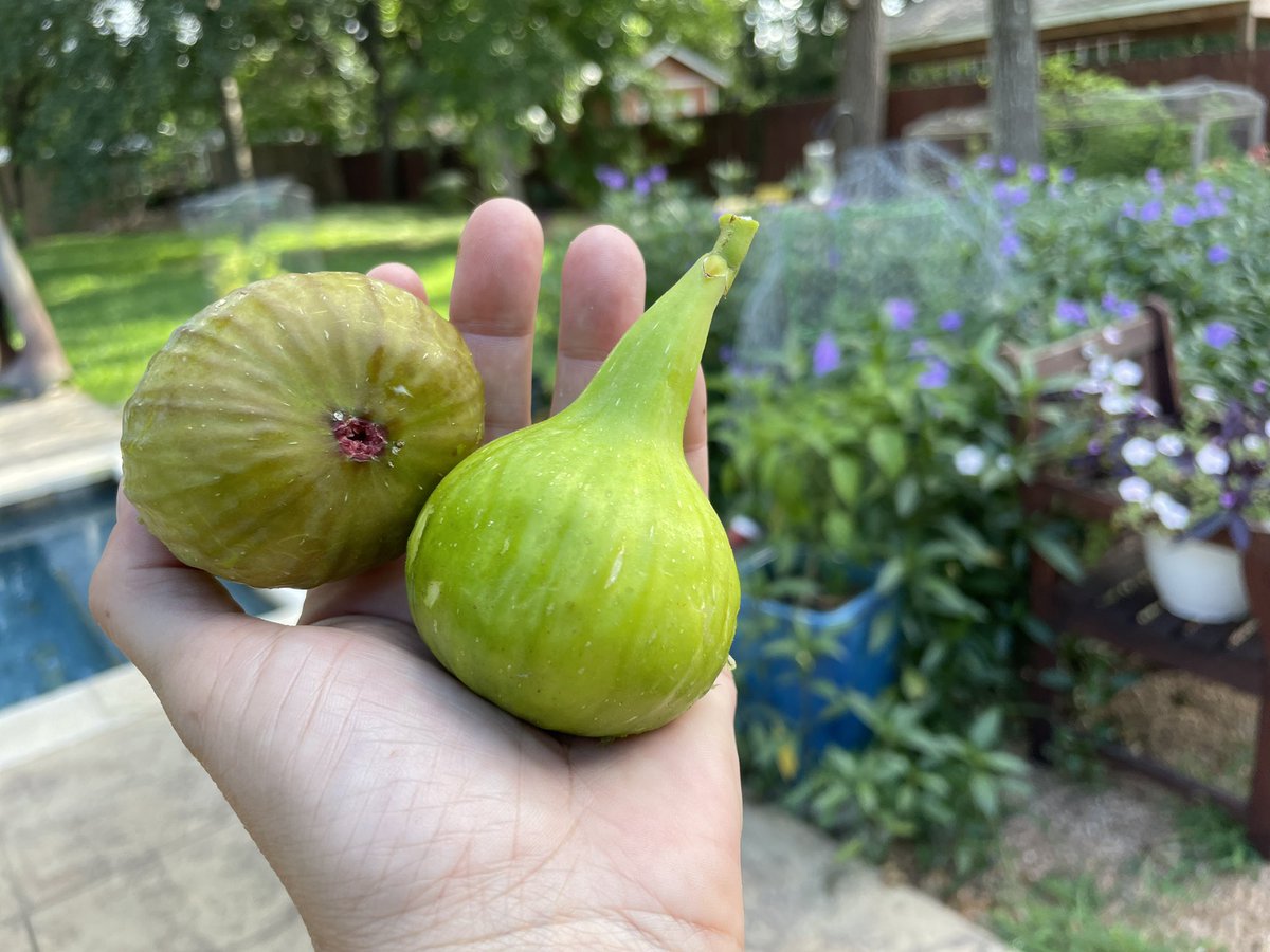 The figs are huge this year.
