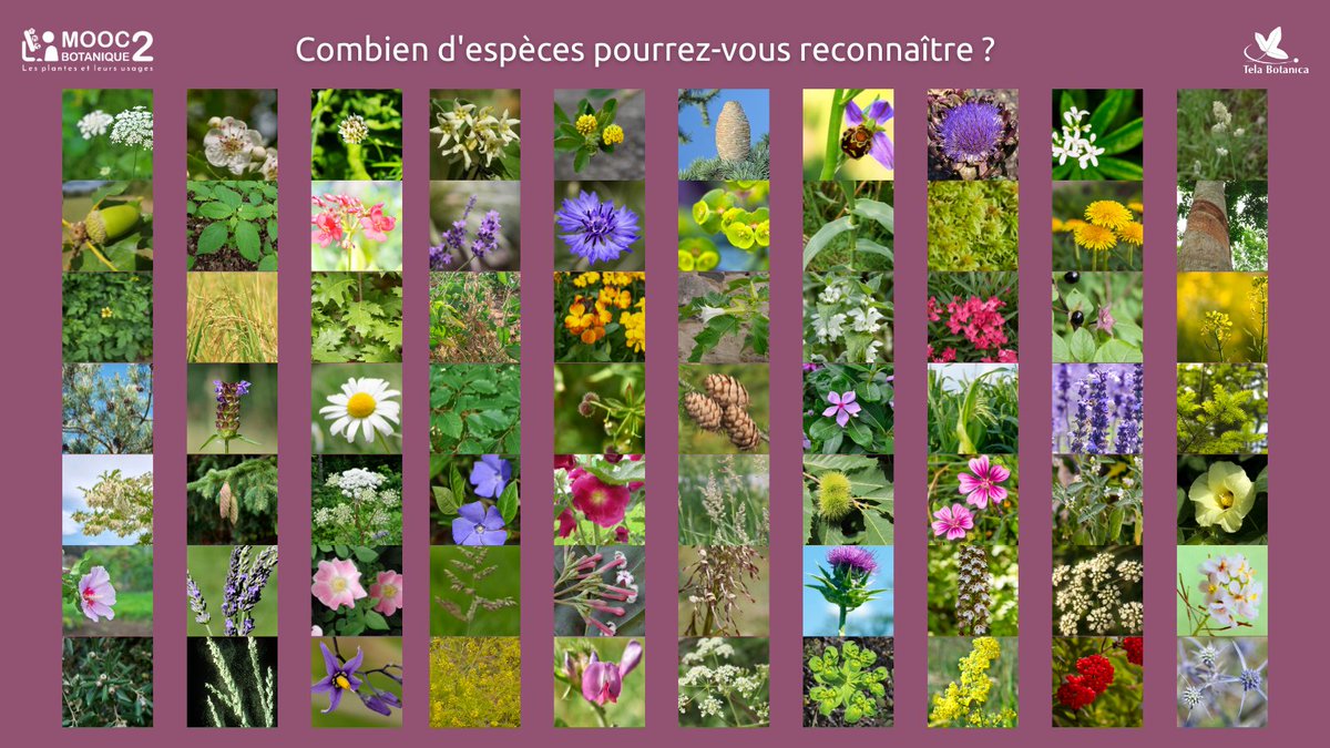 MOOC TelaFormation tweet media