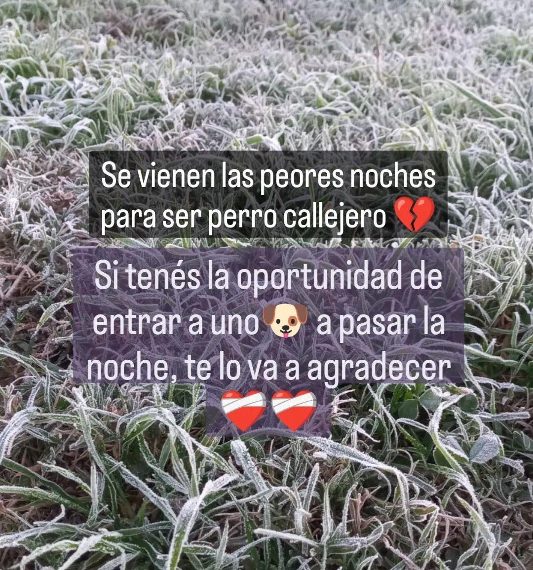 Así amanecimos hoy por acá 🥶
Arrancó la época más dura para no tener hogar.
Quizás no puedas adoptar, pero sí cobijar y alimentar a un callejerito en las noches 🙏❤️‍🩹