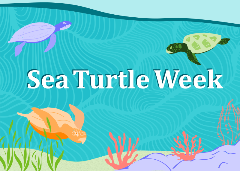 Sea Turtle Week is June 12–16, 2023! 🐢Sea turtles are a key part of marine ecosystems worldwide, but they face many threats today. Join us as we highlight these marine reptiles and our work to conserve them: fisheries.noaa.gov/feature-story/… #SeaTurtleWeek 
<a href="/NOAA/">NOAA</a>