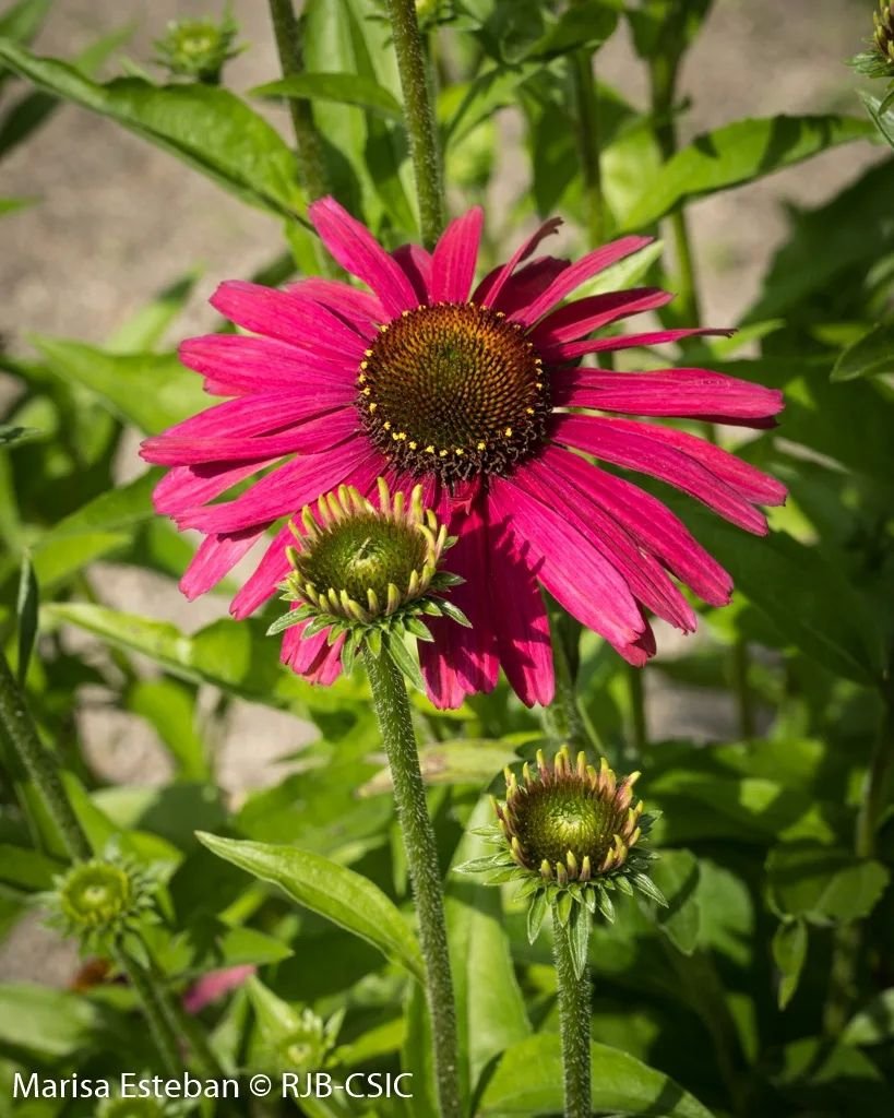 REAL JARDÍN BOTÁNICO tweet media
