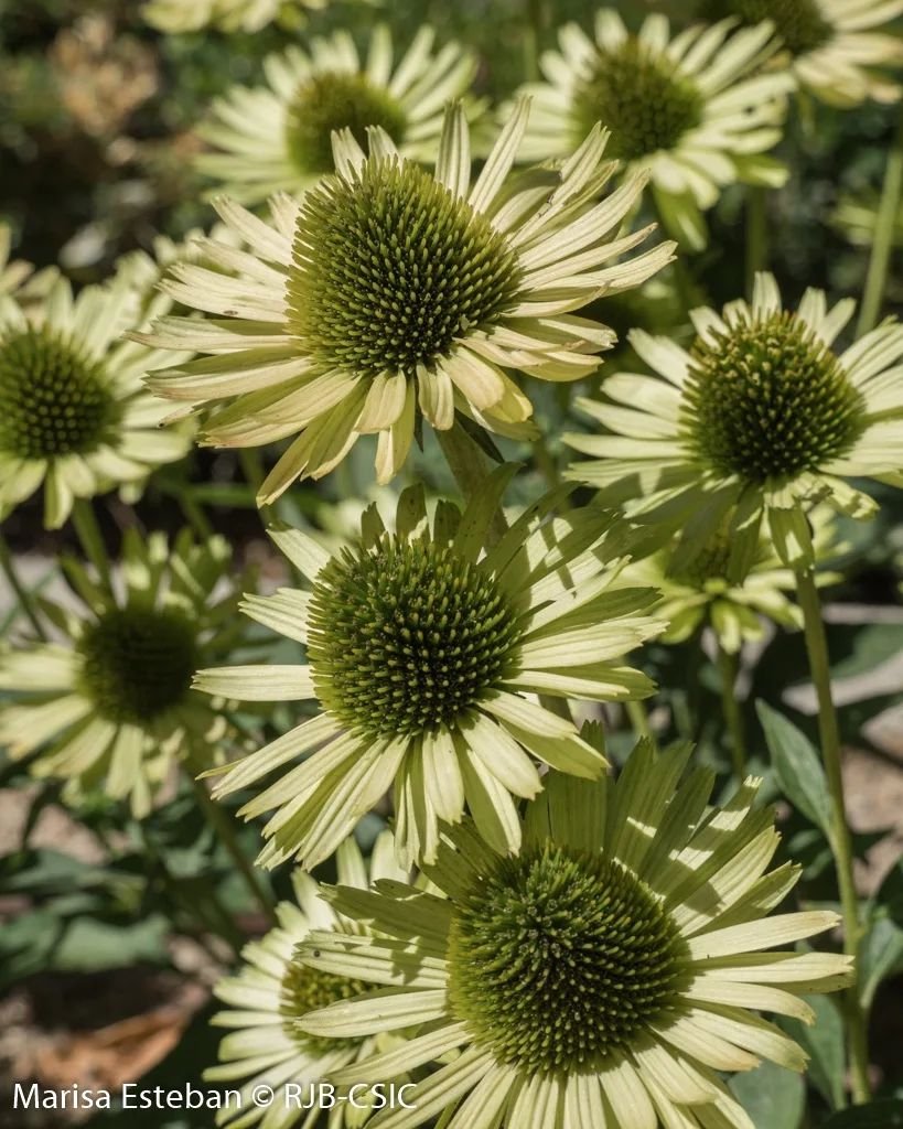 REAL JARDÍN BOTÁNICO tweet media