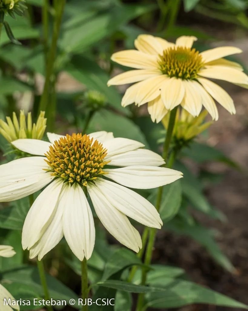 REAL JARDÍN BOTÁNICO tweet media