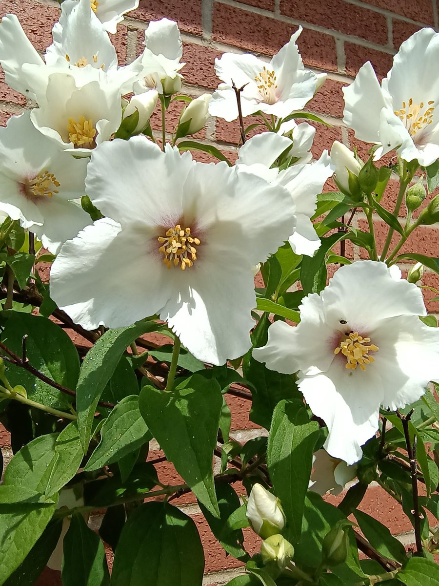 ALi73926544's tweet photo. My first horticulture contribution. The bush is a Philadelphus (mock orange) with vanilla scented blooms.
Pity you aren't able to enjoy its scent.♥️ https://t.co/bRK38dpkmR