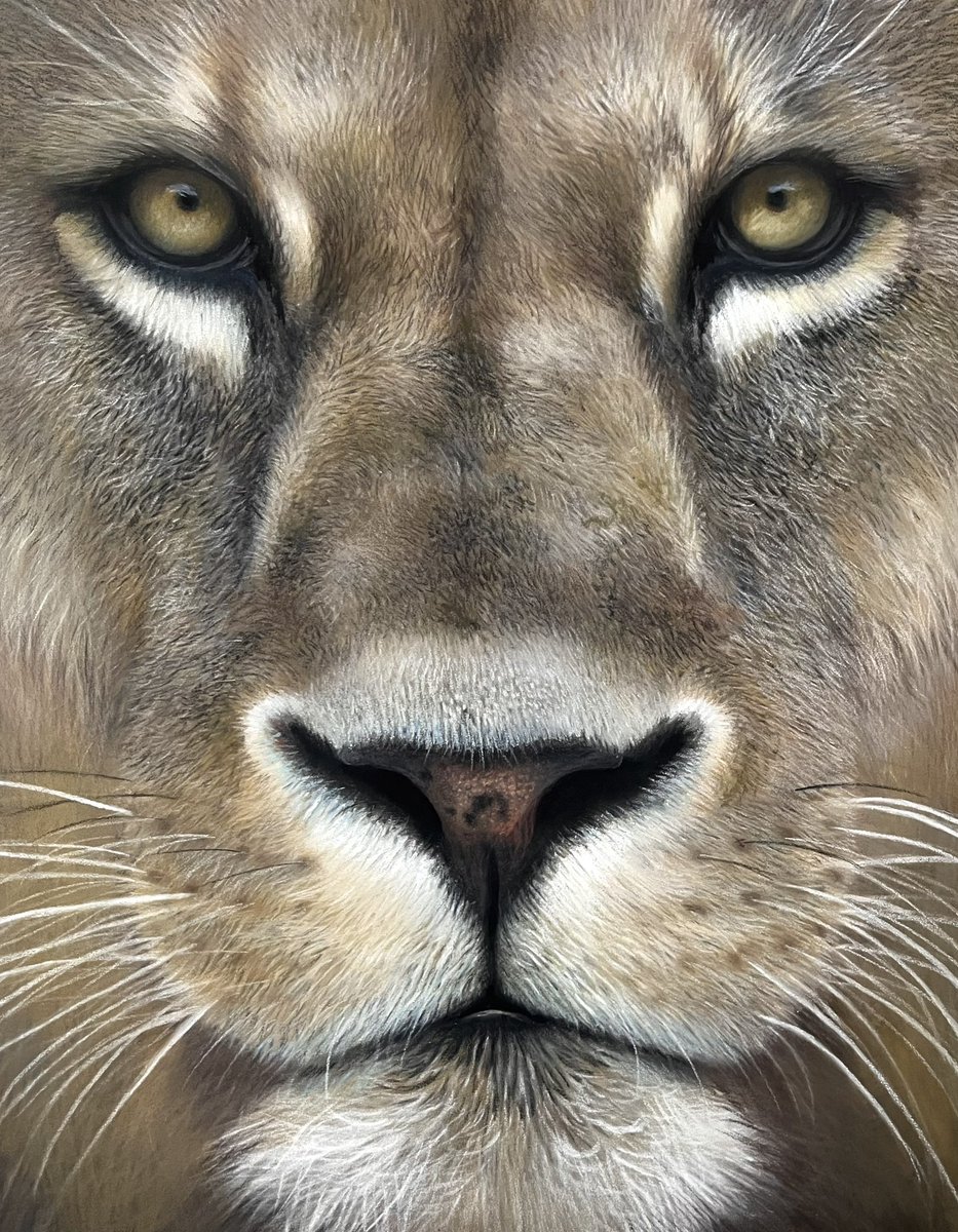 Lion done. Been a nice one for experimenting.Pastel pencils and soft pastel on 8'x10' pastelmat. Hope everyones well 🙂.
#art #artworks #artdrawing #drawing #drawings #draw #pencil #lion #artsy #arty #bigcat #lions #realismartist #realismart #pastels #pencilsketch #wildlife