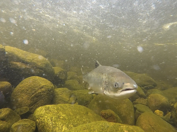 We are hiring: Two year post-doc ecological modeller position at Strathclyde Uni as part of MSA Likely Suspects Framework team. Testing and refinement of a simulation-style, whole-life-cycle model of Atlantic salmon survival and growth. Please share!
 
tinyurl.com/strath-salmon-…