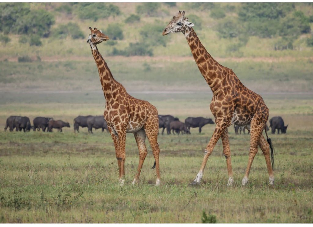 #learnmore #About #wildlife #giraffes #Travel #akageranationalpark #wildlifephotography #Africatourism #africasafaris #Wildlifelovers #africanadventure #NatureBeauty