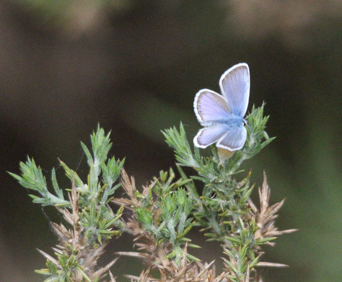 Silver studded Blue..#30DaysWild day12..
@DorsetWildlife @ukbutterflies @Buzz_dont_tweet @savebutterflies @BBCSpringwatch @Bournemouthecho #butterfly #canon7d #MondayMotivation