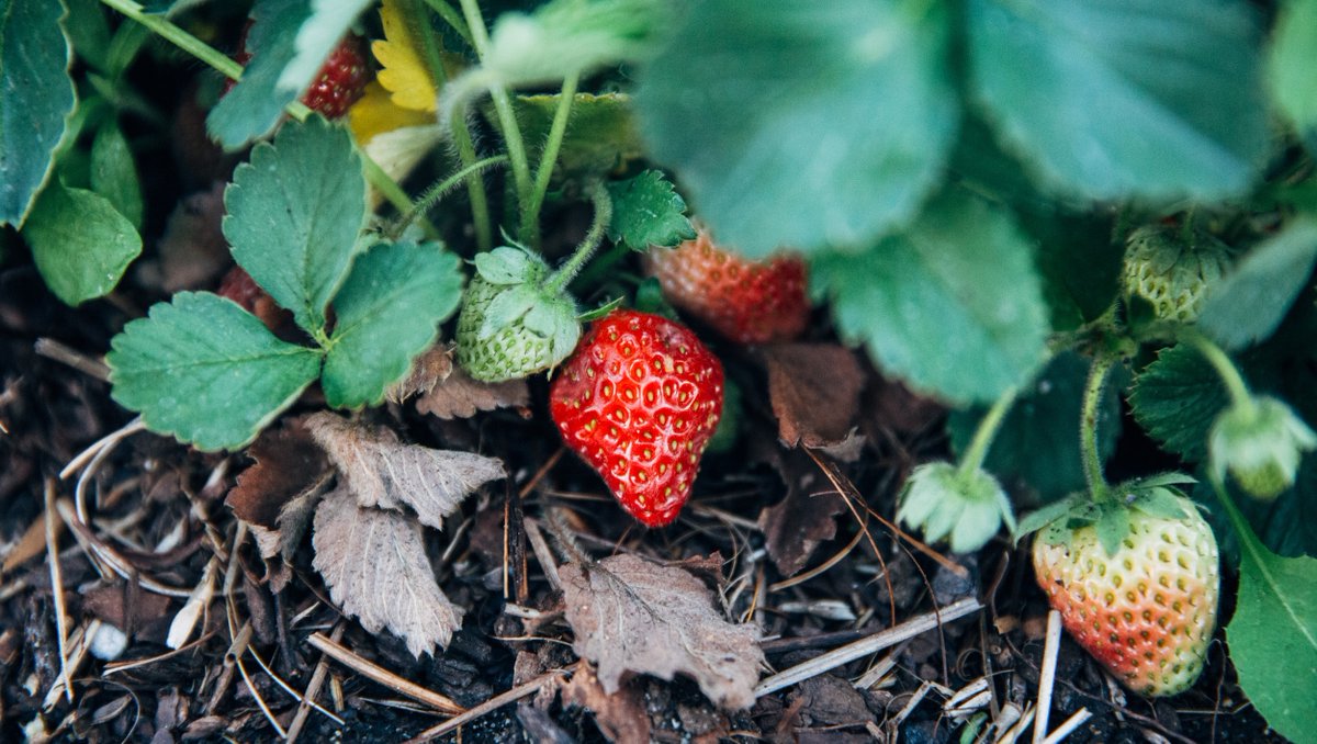 Strawberry season has officially arrived on the farm 🍓🙌🏽 #alpinevillagefarms #northidaho #strawberryseason