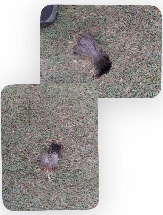 Finally got some rain here in Midwest. The rains gave us .75 of an inch. These photos of a Triplo treated turf in top photo shows how well it got the rain in compared to the untreated photo in the bottom photo!