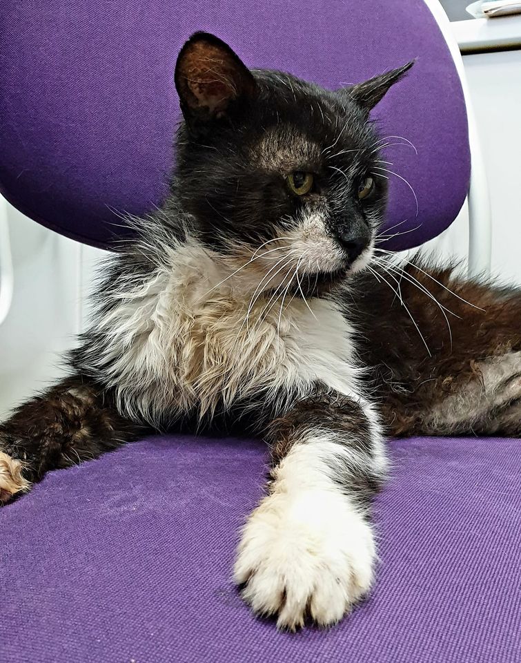 Dino has been staying at Mačja Hiša veterinary clinic since the fire. This scruffy love-bug is adored by absolutely everyone. Dino needs to be a strict diet of gastro-food. If you can, any donation would be appreciated. 😻
Paypal.me/macjapreja
SMS 1919 MUCKE5