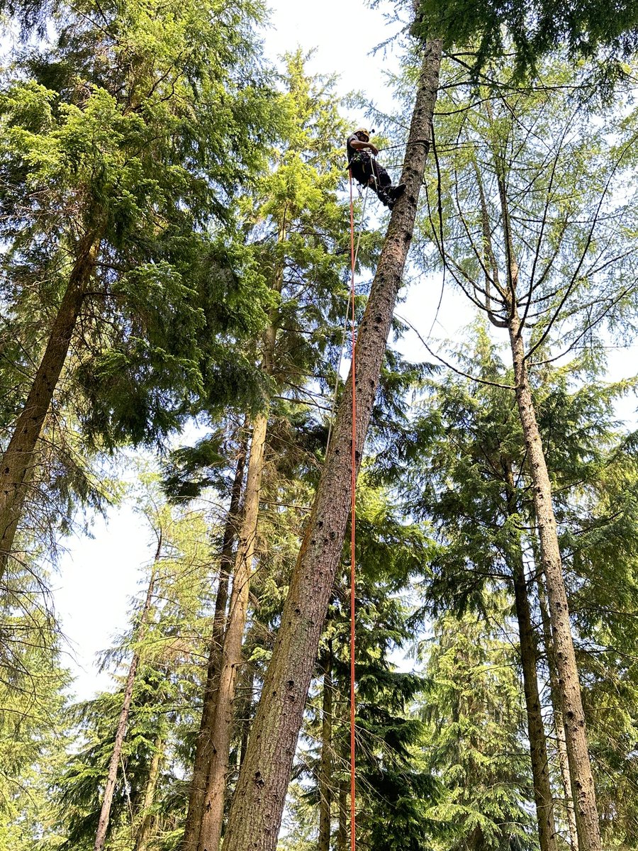 cwrsg1's tweet photo. A good team-up over the weekend between CWRSG and Shropshire Raptor Study Group.  We managed to get 10 #Goshawk chicks ringed at multiple nests across Shropshire.  It was a joy for us to work with Allan and Helen and look forward to being of some assistance in the future. https://t.co/9PuiZXLwLD