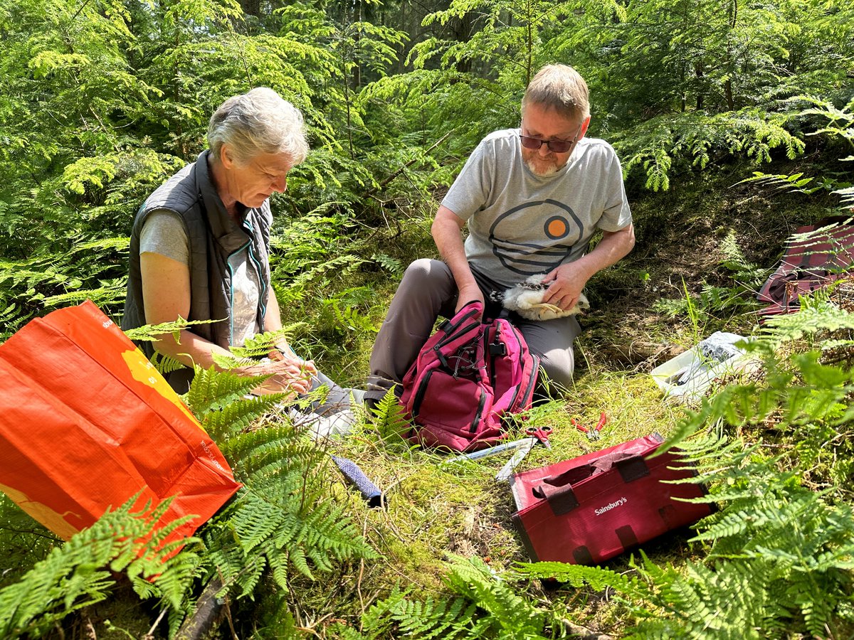 cwrsg1's tweet photo. A good team-up over the weekend between CWRSG and Shropshire Raptor Study Group.  We managed to get 10 #Goshawk chicks ringed at multiple nests across Shropshire.  It was a joy for us to work with Allan and Helen and look forward to being of some assistance in the future. https://t.co/9PuiZXLwLD