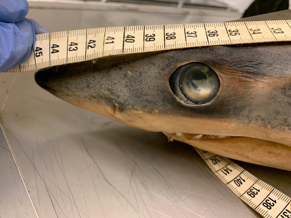 Amanda Arnold 🦈✨ tweet media