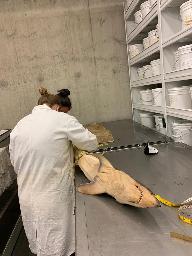 Just another #MakoMonday… 
You might know that the Endangered Shortfin Mako is the fastest shark around, but did you know that they also have one of the largest brain-to-body ratios? #sharksnearme