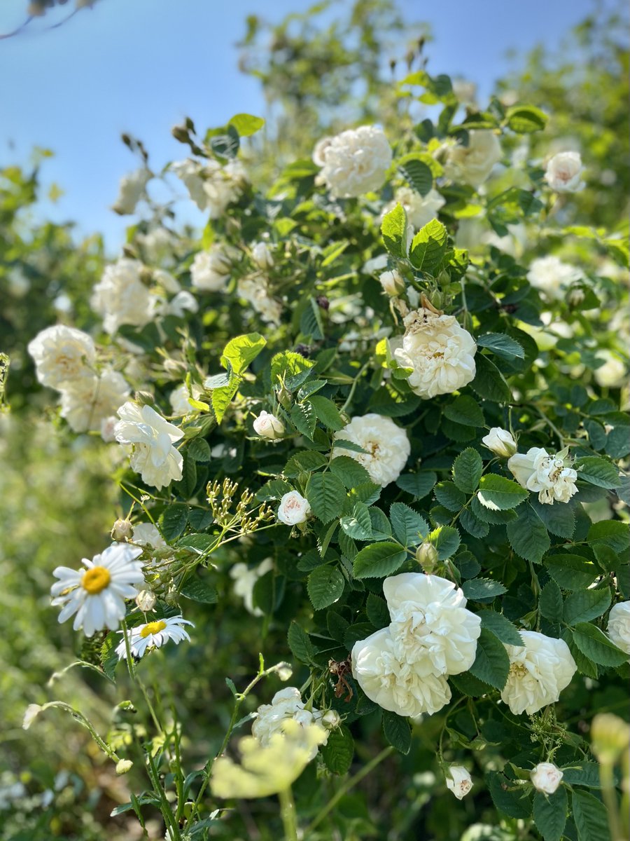 Finally, this rose — R. Alba, i.e. the White Rose of York for any fellow Ricardians out there — looks scruffy, but then it’s rampaging wildly over a bank at the edge of our meadow, it never seems to need any fuss, and on an afternoon like this, it also smells like paradise