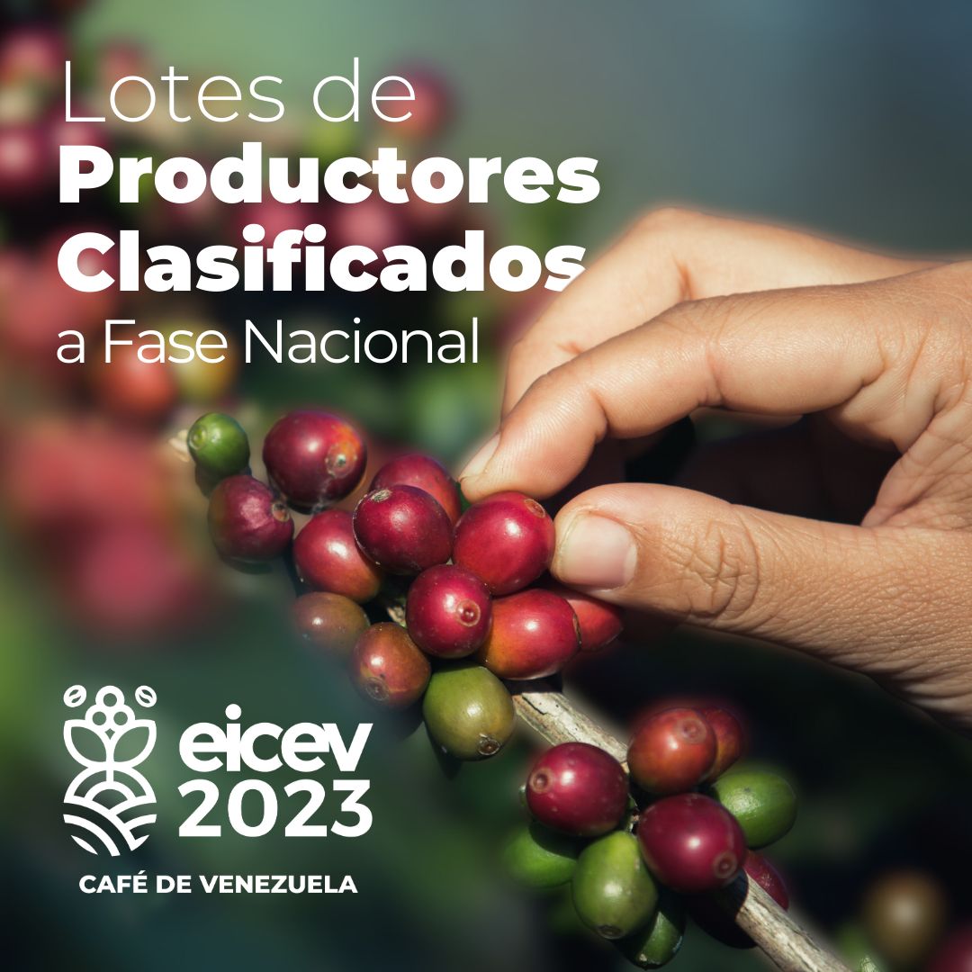 InsaiVeOficial's tweet photo. #IránYVenezuelaUnidas
Resultados de los cafés que clasificaron a Ronda Nacional. Culminada la fase de preselección de los cafés; de los 186 lotes participantes han sido seleccionados 85 que pasarán a la siguiente ronda
@NicolasMaduro
@MinAgriculturaV
@wcastroPSUV
@Tibisaylcastro https://t.co/UK5zB38EBU