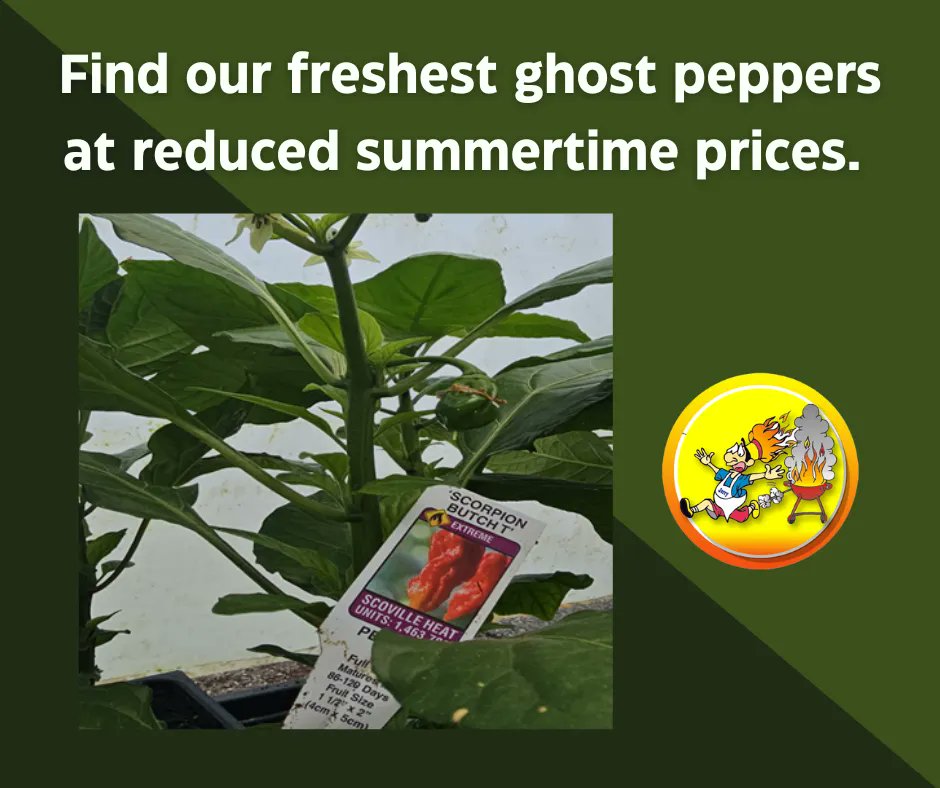 Find our freshest ghost peppers at reduced summertime prices. 
ghostlyhots.com

#GhostlyHots #ghostpepper #hotpeppers #peppers #spicy #reducedprice #summer #freshpeppers
