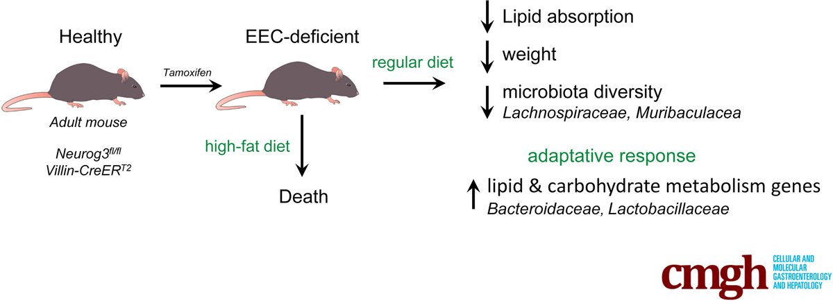Study finds loss of enteroendocrine cells leads to gut microbiota remodeling and adaptative mechanisms to remedy lipid malabsorption. Check out the full article here: ow.ly/I3Ez50OLTTj