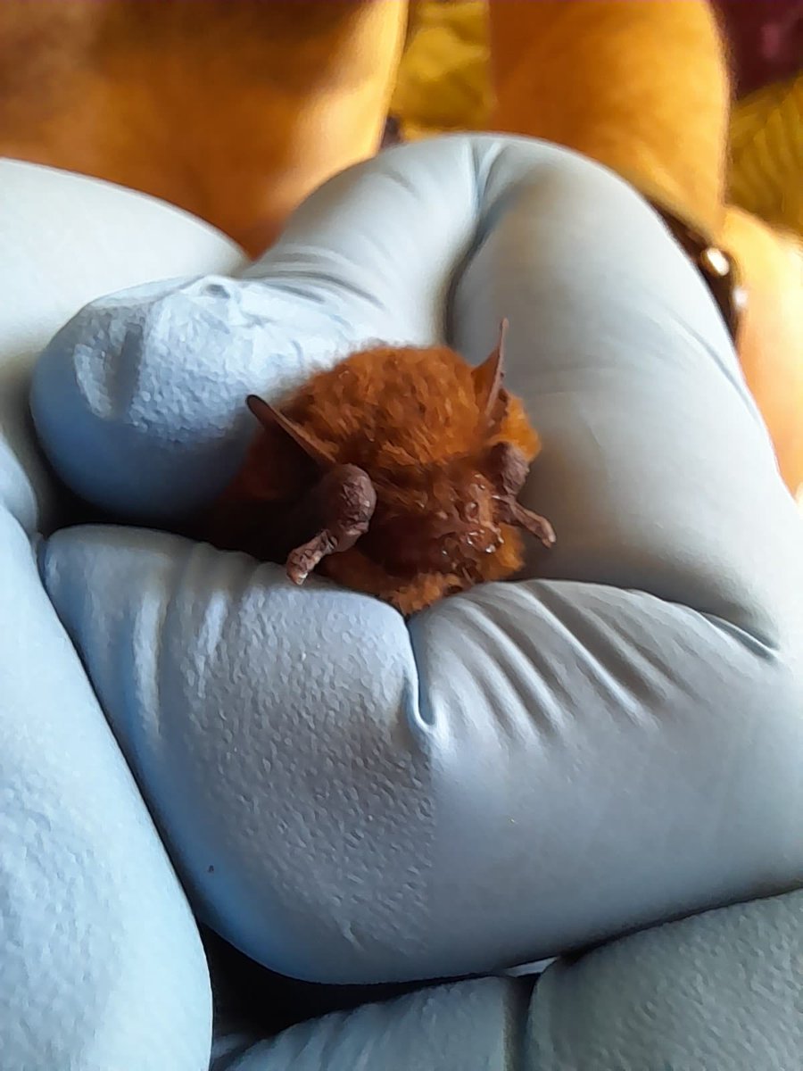 #30DaysWild day 12 🦇
A lucky common pipistrelle #bat, rescued from an open water butt (close your butts - obvz).
Weighed 3.55g, almost exactly the same as a 1p coin. After some tlc, he should be ready for release soon. 
#batrescue 🦇 
#batsareawesome 🦇
@_BCT_ @Bats_Chiroptera