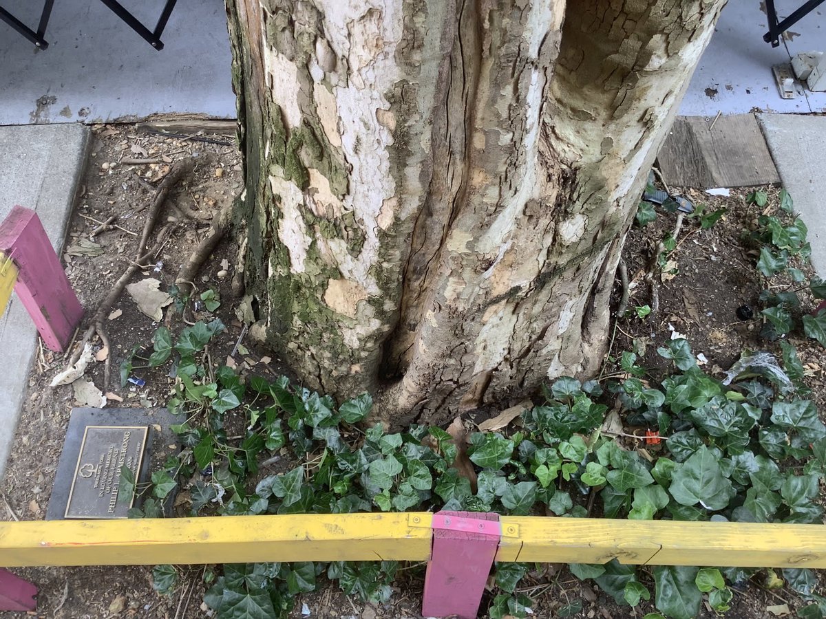 BaxterHogan's tweet photo. #Manhattan #Phillip #W11thSt 🙏

#TreesofNYC #treeBeds #streetTrees #NYC

#Londonplanetree
#PlatanusXacerfolia

@NYCParks 
@NYCGreenThumb 
@TreesNewYork 

https://t.co/nJTKUhPXXS https://t.co/YWXHDUH8cp