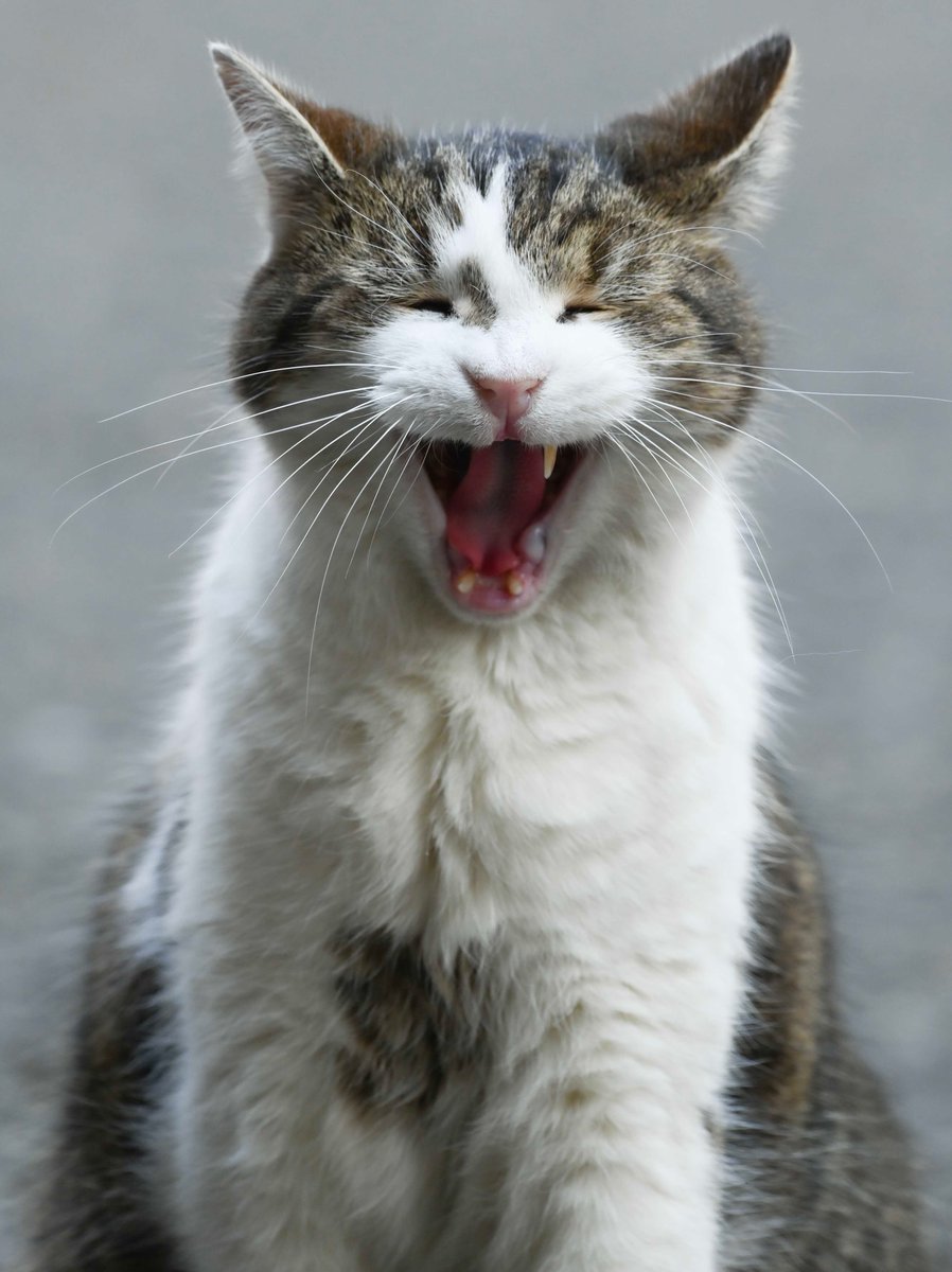 PoliticalPics's tweet photo. Dear Larry @Number10cat popped out for a quick chat this morning, I mentioned Boris and this was his reaction !!! A very wise old boy indeed. https://t.co/l4CNzrei4c