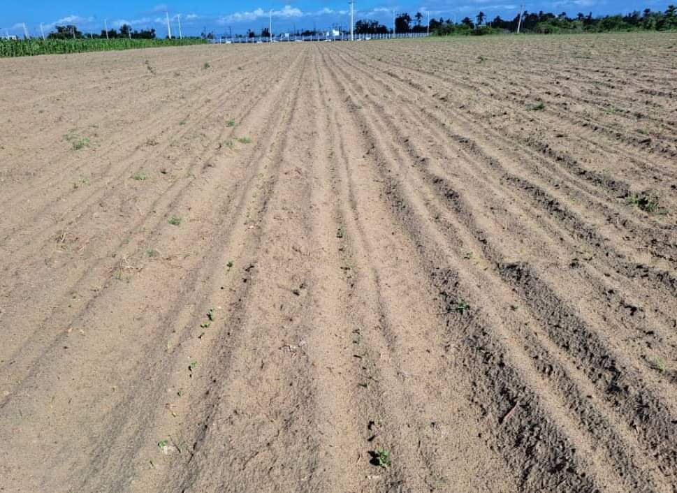 valdes_rodi's tweet photo. Productores del #ProyectoVirginia en #Pinar del Río enfrascados en la producción de alimentos en beneficio de las comunidades y por la soberanía alimentaria.
#TabacalerosPorMás
#AgriculturaCubana
#Cuba https://t.co/r7aoQ7hHCX