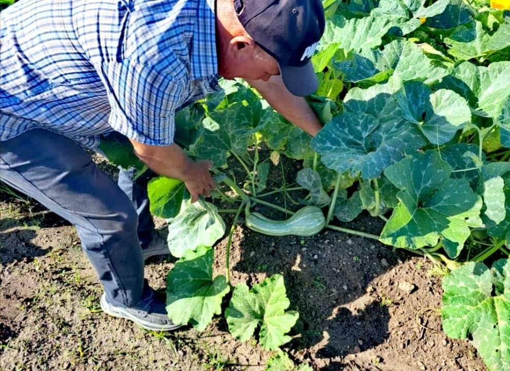 valdes_rodi's tweet photo. Productores del #ProyectoVirginia en #Pinar del Río enfrascados en la producción de alimentos en beneficio de las comunidades y por la soberanía alimentaria.
#TabacalerosPorMás
#AgriculturaCubana
#Cuba https://t.co/r7aoQ7hHCX