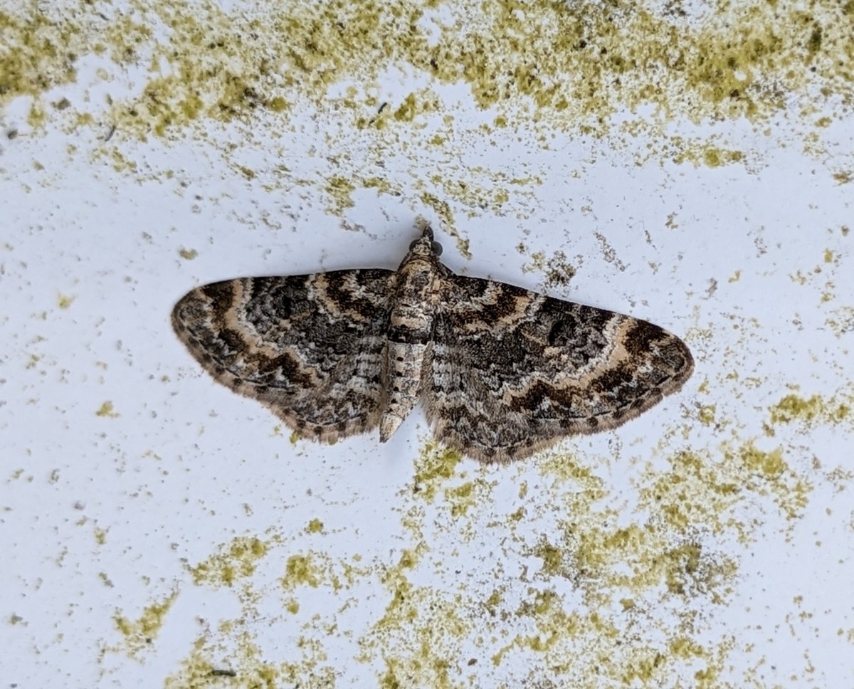 skyehen's tweet photo. Can anyone help with the ID of this moth? Toadflax or Foxglove Pug? #SkyeMoths #MothsMatter @BritishMoths @BC_Highland https://t.co/FHQX3WWpRB