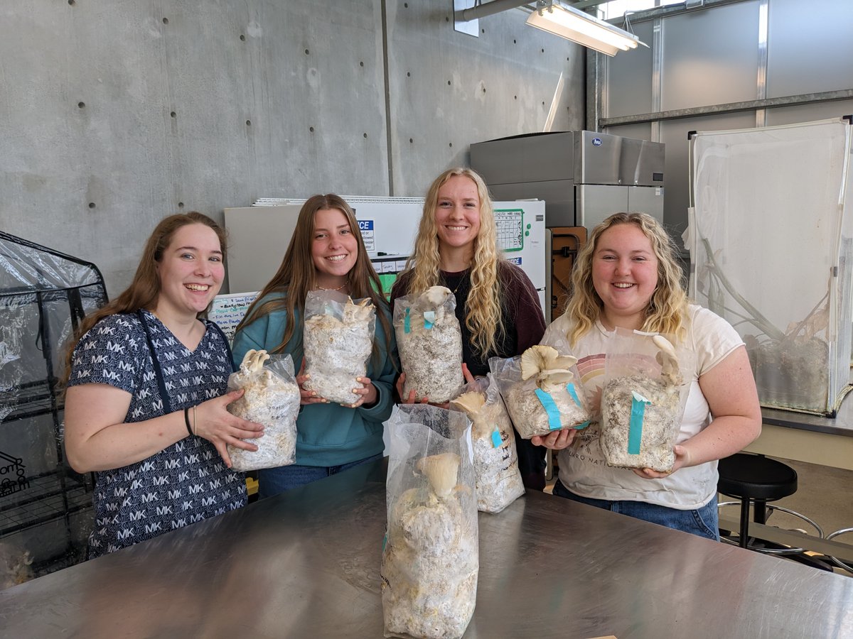 Utah Valley University mycology undergrad students developed a protocol to recycle waste paper into edible mushrooms. We hope to scale it up to provide food for the student food bank. Credit: Dr. Geoff Zahn @UVUBiology @MSAStudents