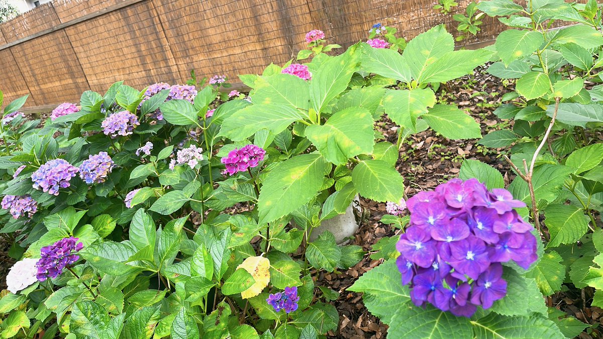 紫陽花見て来た
写真ではいまいち伝わらないけど沢山の色の紫陽花があって綺麗だった✨