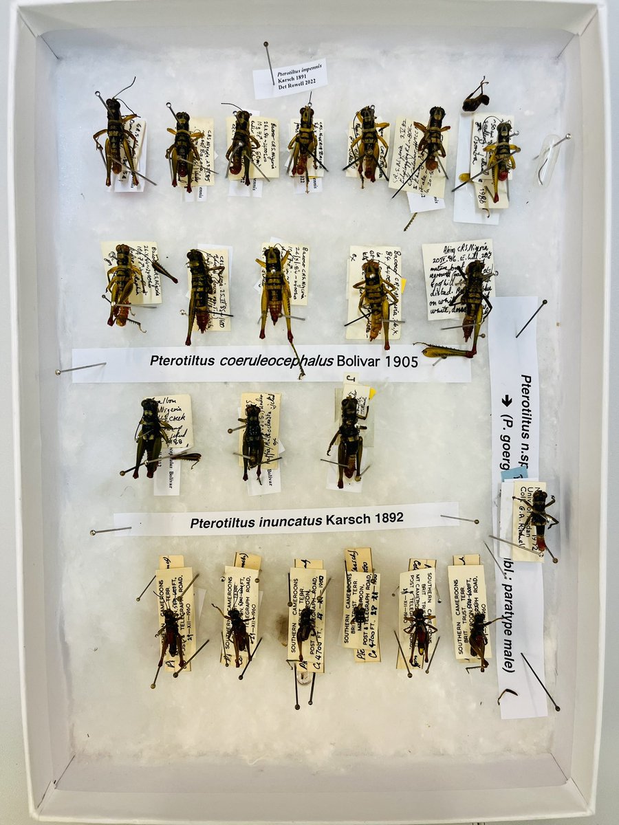 NHM_SmallOrders's tweet image. Demonstrating the benefits of providing access to our #InsectCollections A returned loan from Acrididae expert Charles Rowell. Newly identified specimens and a bonus new species awaiting publication! #SmallOrders #taxonomy #MuseumCollections