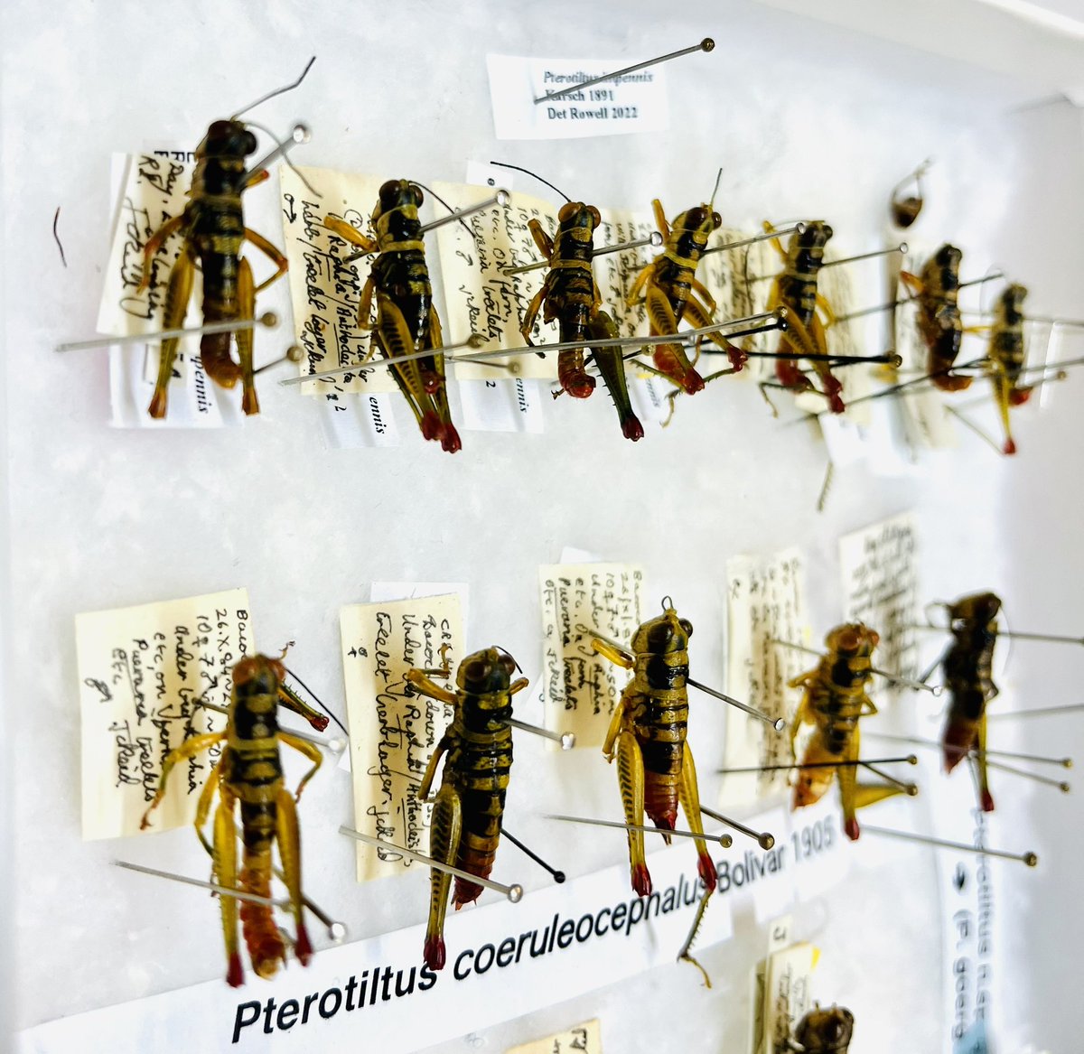 NHM_SmallOrders's tweet image. Demonstrating the benefits of providing access to our #InsectCollections A returned loan from Acrididae expert Charles Rowell. Newly identified specimens and a bonus new species awaiting publication! #SmallOrders #taxonomy #MuseumCollections