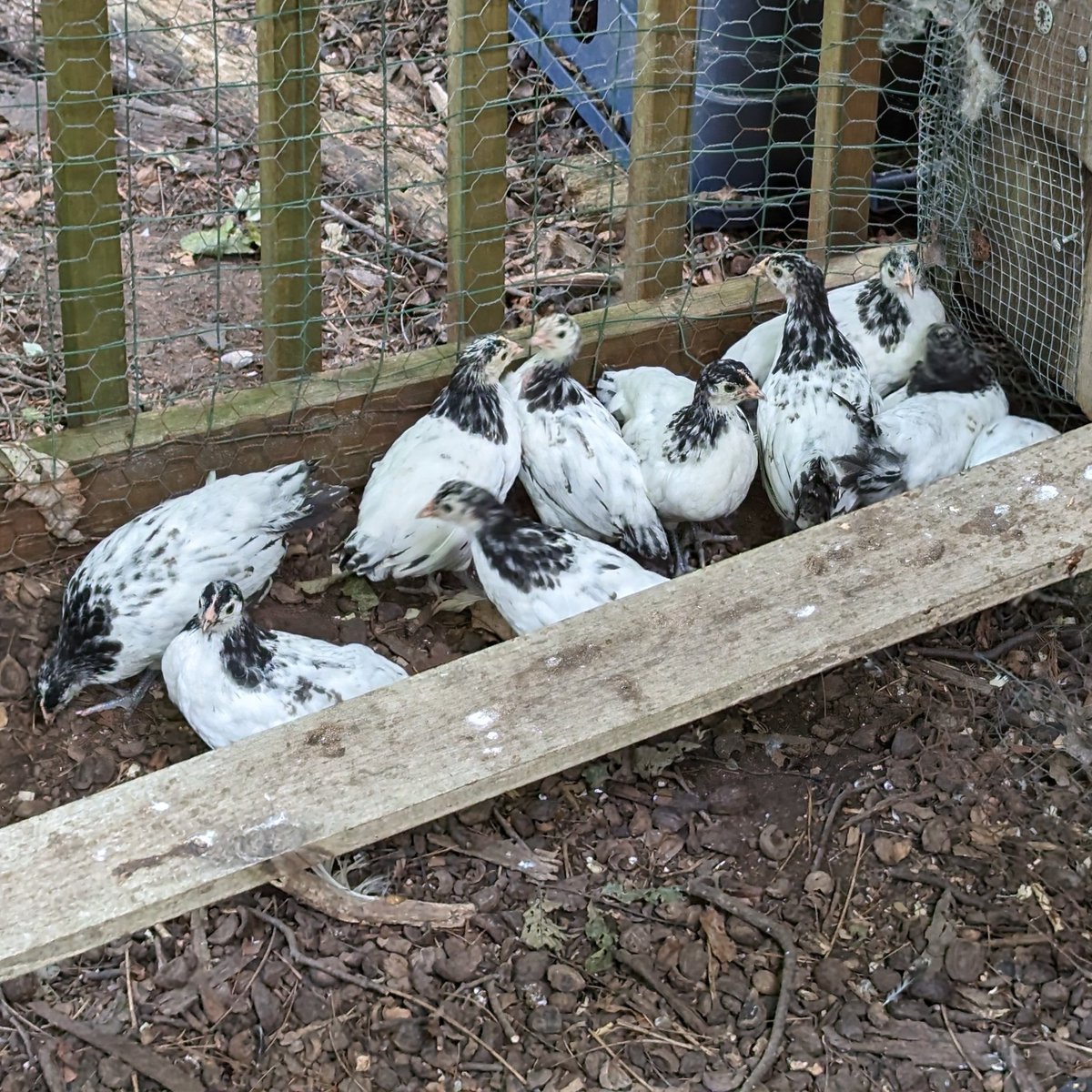 The Lakenvelder chicks are feathering in nicely, too nicely, as five of them have discovered they can fly off when they want to! Luckily they're very smart and they fly back! #Worcester #urbanag #urbanfarm #Lakenvelder #chickens