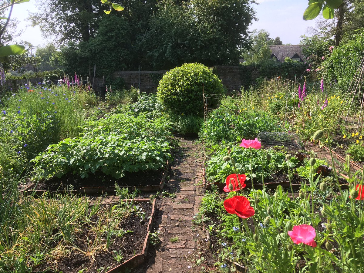Things are looking good in the veg plot…..