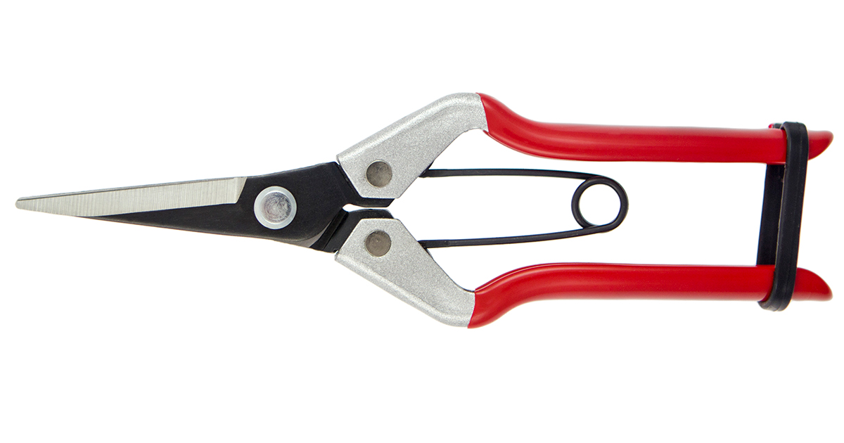 DarlacGardening's tweet photo. Our multi-purpose Vine Scissors feature an ultra slim profile that’s perfect for getting into any plants where dense growth needs reducing.
Perfect for harvesting ripe, juicy tomatoes when the time comes 🍅
https://t.co/KES97aECVo
#darlac #darlactools #gardentools #toolshed https://t.co/YaLdY6aUAg