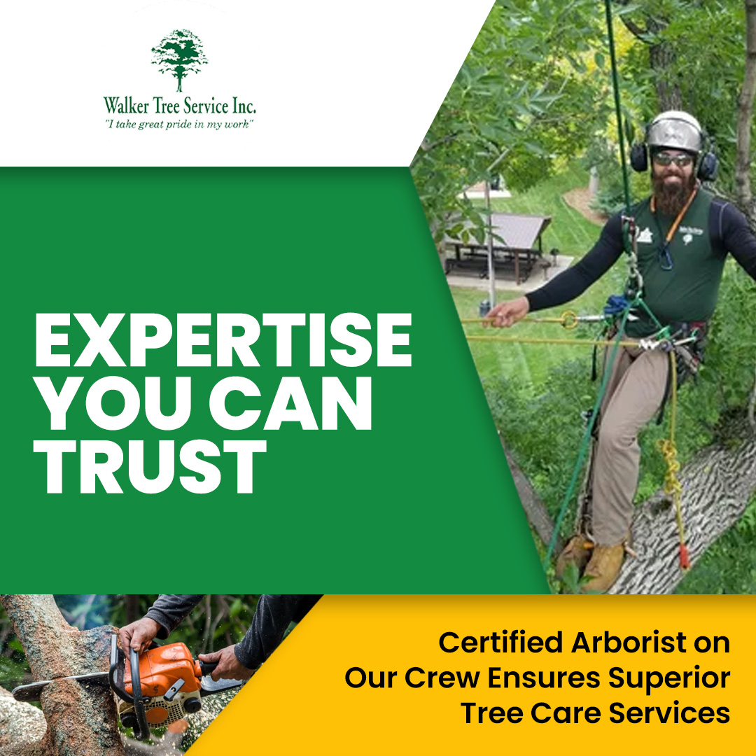 TreeWalker's tweet image. If you&apos;re looking for top-notch tree services, it&apos;s important to choose a team with a certified arborist on staff. Our professionals have undergone extensive training. Contact us today to schedule your appointment.
#LocalBusiness #ExperiencedTreeService #CertifiedArborist