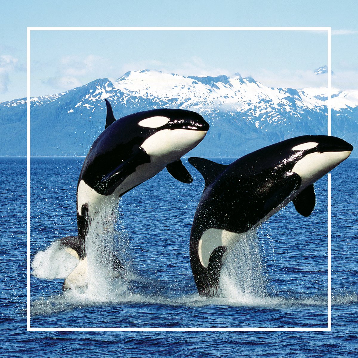 Embrace the Majestic Wilderness! 🌿📆 Our calendar captures the awe-inspiring beauty of animals in their natural habitats! 📸✨ 

Check teldon.com to see our fantastic calendar  🌍 🐋

#teldonconncet #everymomentmatters #printmarketing #MajesticWilderness