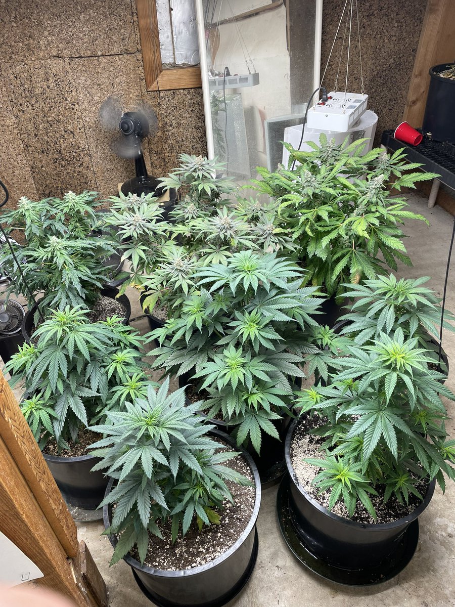 9lb hammers have been put into flower, sure hope the big one is a she. Also the end of my orange daydream run, about 1 week to go on them. #CannaLand #growingtogether #organic