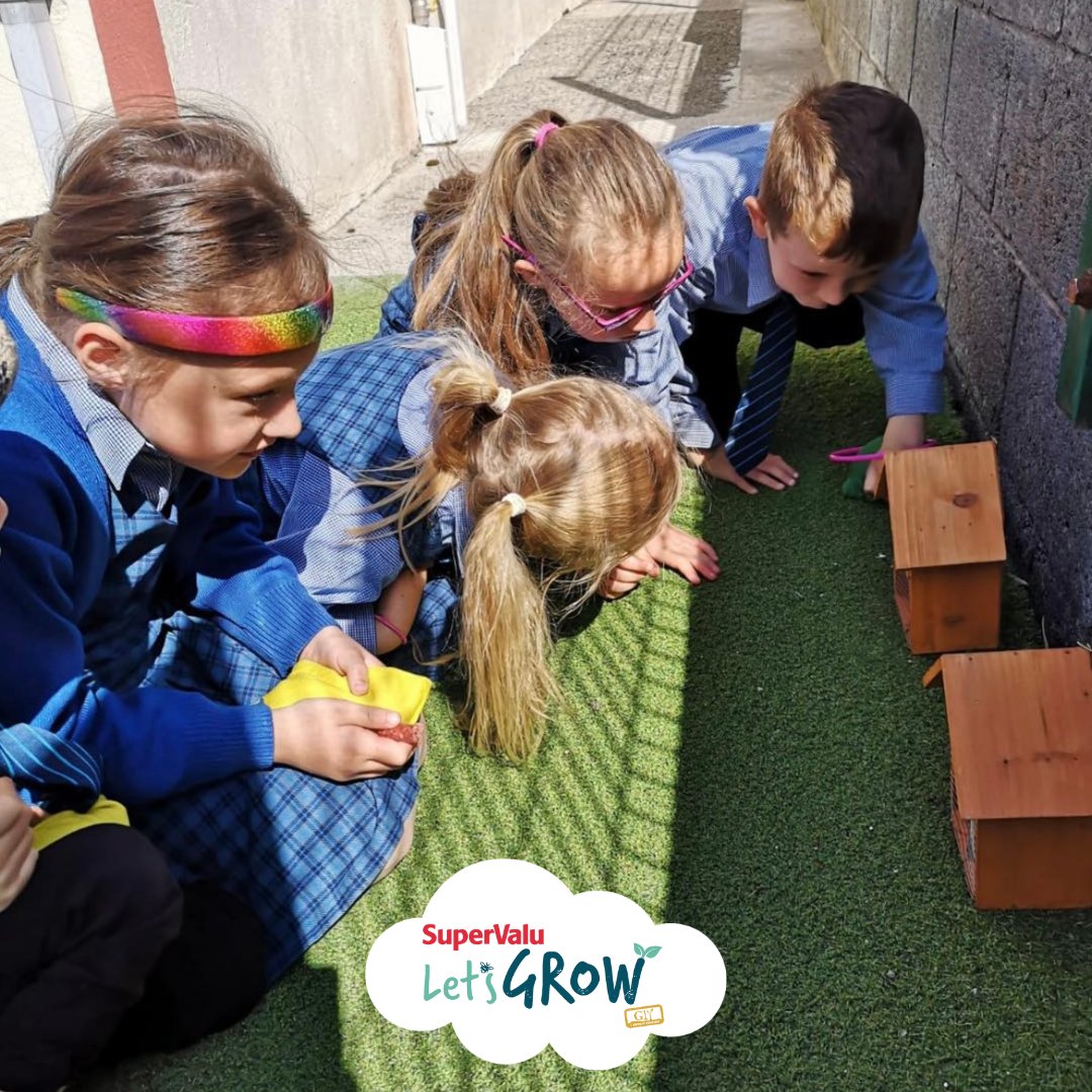 The students at Moveen NS are peeking into their 'Bug Hotel' to see if they've gained any new residents 👀🐞 How are your bug hotel bookings going? Be sure to tag GIY and <a href="/SuperValuIRL/">SuperValu Ireland</a> so that we can see too! 🌿🏨🐛 #SuperValuLetsGROW