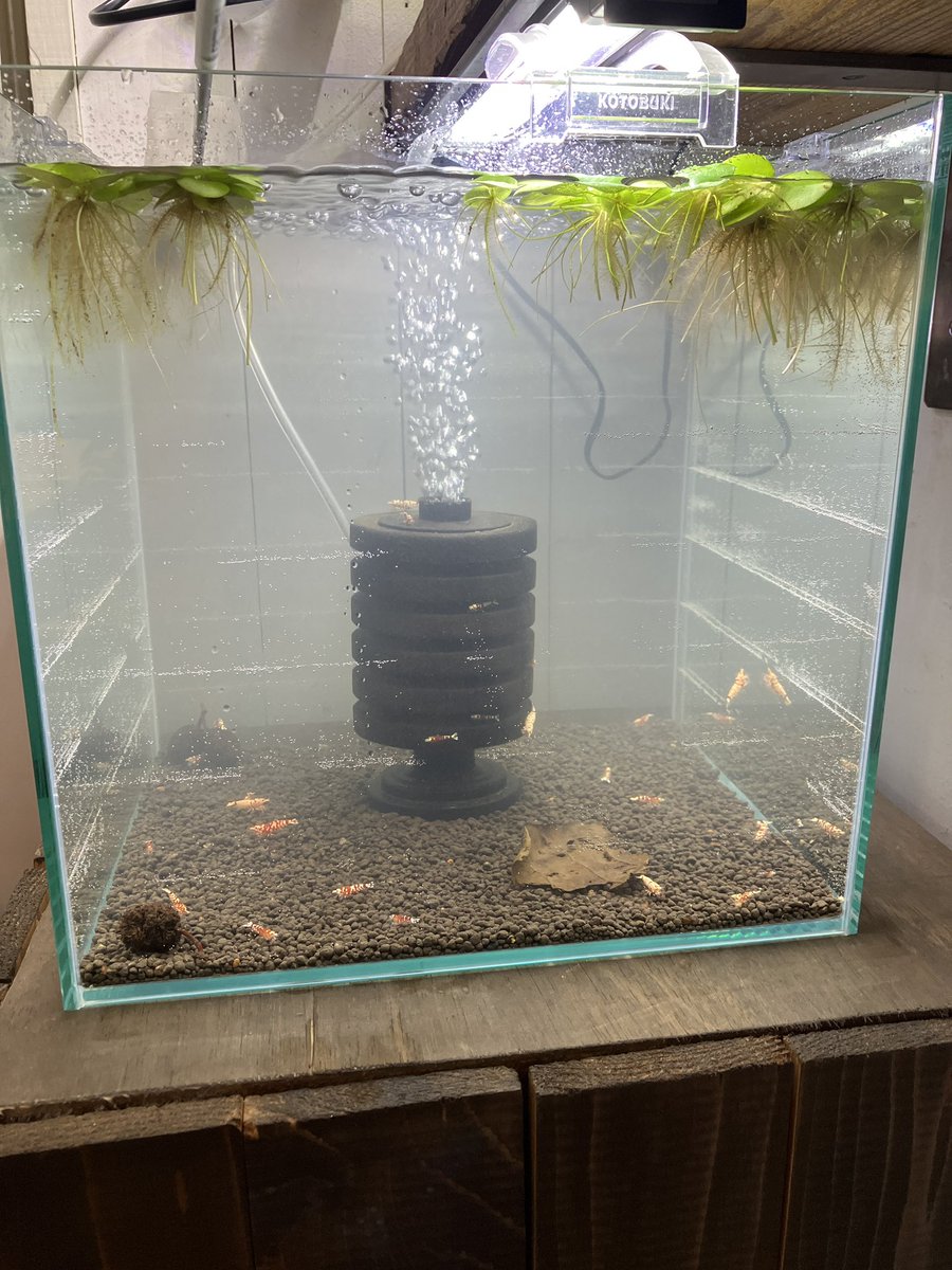 生態も即入れで行ってみよう🦐
大丈夫よね🙆‍♂️