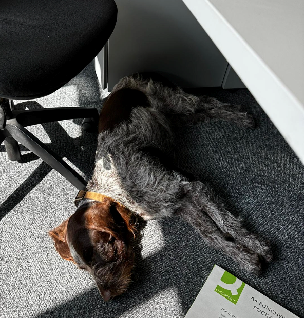 It's been another busy week for the Head of Barketing and it looks like he's ready for the weekend 🐶