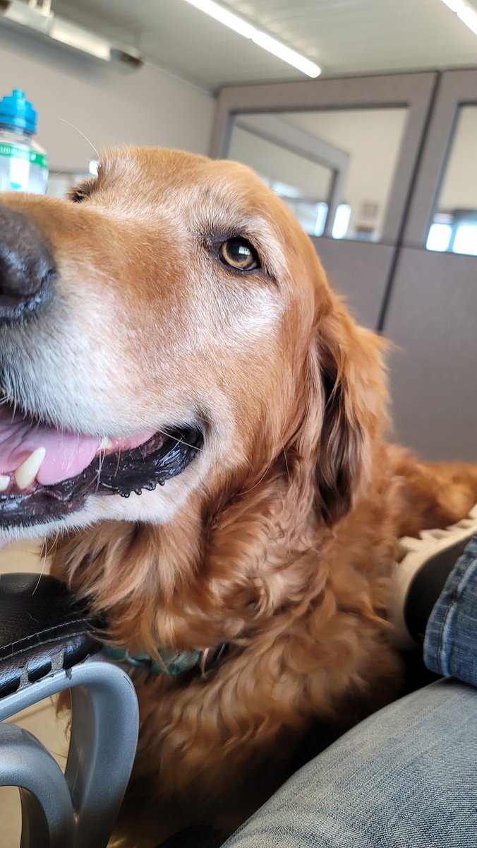 StillChanchi's tweet photo. What is going on on twitter? Have some puppies and have a good day! https://t.co/12IVXXn8CS
