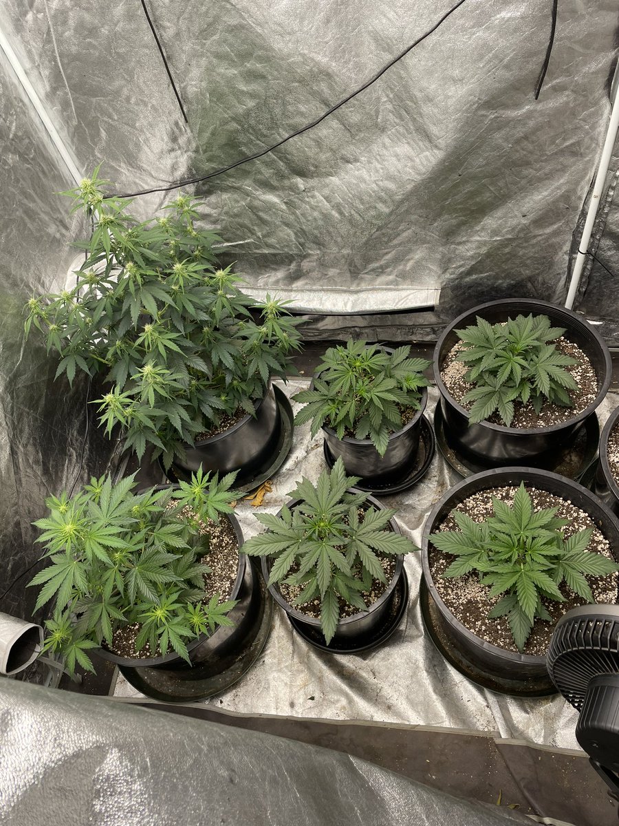 Rearranged my auto tent, top and bottom left are lemon skunk, 3 gallon pots have strawberry cheesecake, last 2 are toof decay. I need to work on my auto skills, still haven’t mastered them yet. #CannaLand #growingtogether #organic @island_herbz