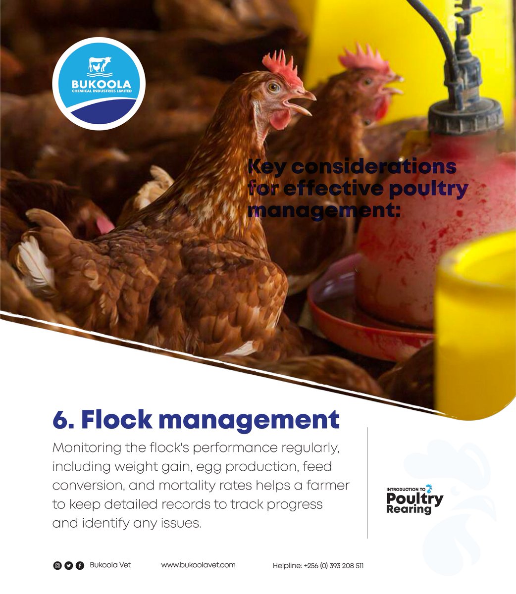 Bukoolavet's tweet image. Key considerations for effective poultry management include:
6. Flock Management
Monitoring the flock's performance regularly, including weight gain, egg production, feed conversion, and mortality rates helps a farmer to keep detailed records.
#bukoolavet  #poultrymanagement