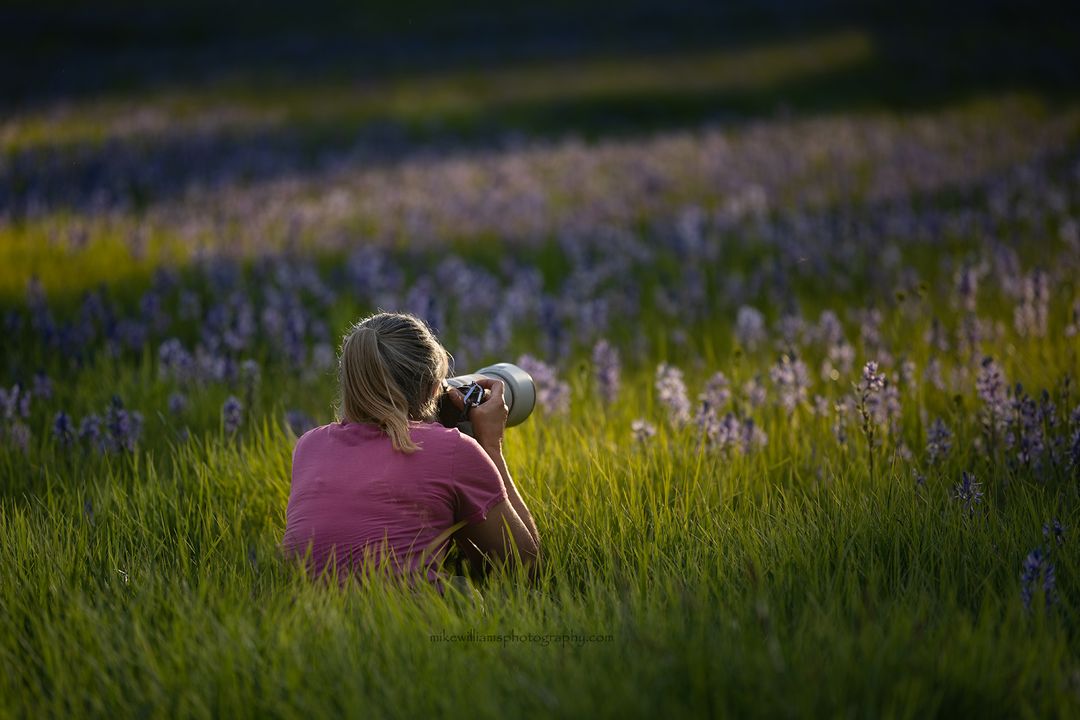 Photographing the Camas bloom at Packers Meadow west of Missoula last weekend.  #montanamoment #mikewilliamsphotography #Camas #blooming #flowers #nature #dramaticlight #sunset #Canon #canonphotography #Canonusa #CanonR5