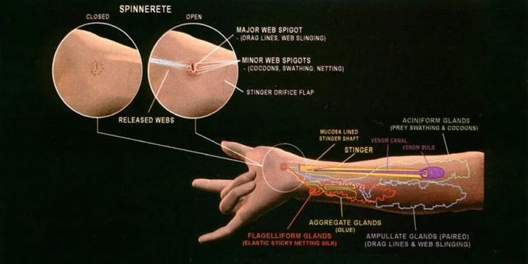 PearlteaRizzy's tweet photo. Probably a hot take, but I prefer Raimi's implied body horror take on Spider-Man.

Organic webbing and whatever the fuck with Peter's fingers. https://t.co/Y6HwirT1oc