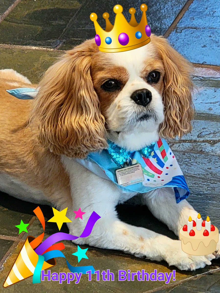 #Birthdayboy #seniordog #cavalierkingcharles #MondayMotivation