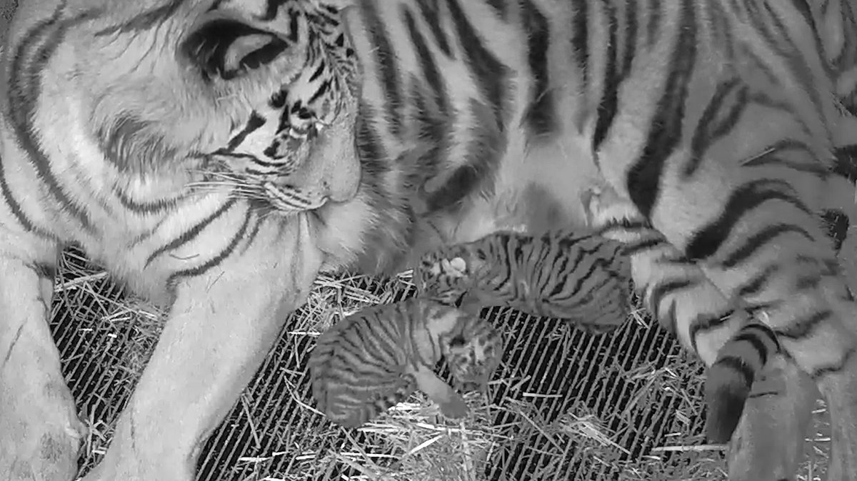 .@CEJRyanMcMahon Announces Amur tiger Zeya Gives Birth to Cubs in April at @SyracuseZoo ; New Live Feed Setup for Guests of Zoo to see baby cubs