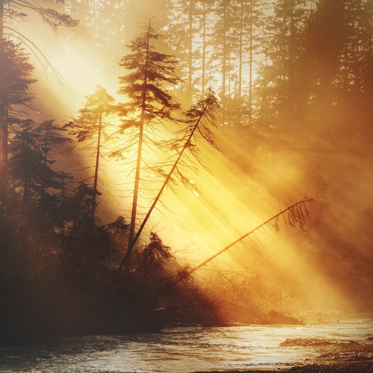 Rays at the River
Bavaria, Germany
#woodland #forest #wald #landscapephotography